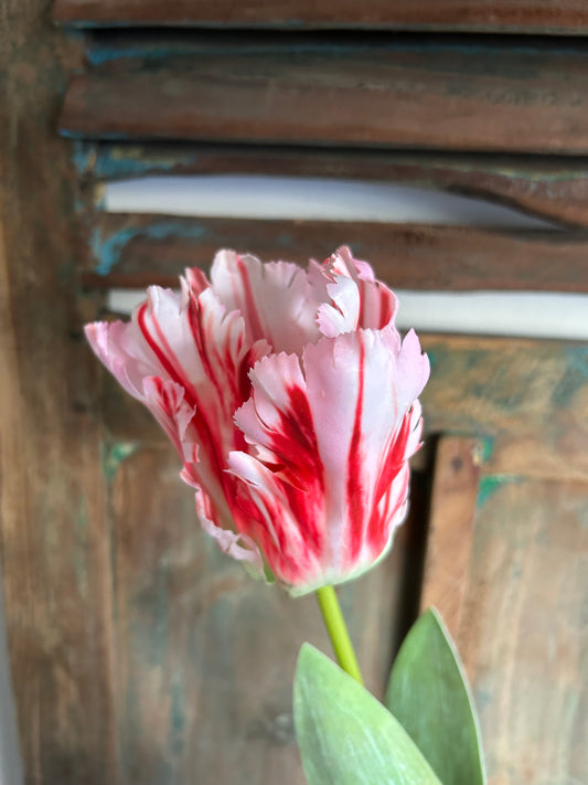 Franse tulp rood/wit
